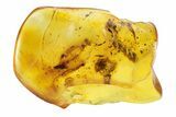 Detailed Fossil Thuja Twig (Pinales) and Leaf in Baltic Amber #234487-1